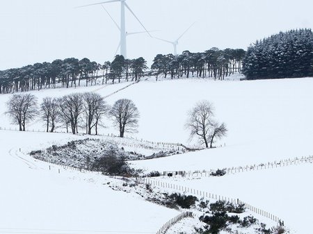Snowy pictures