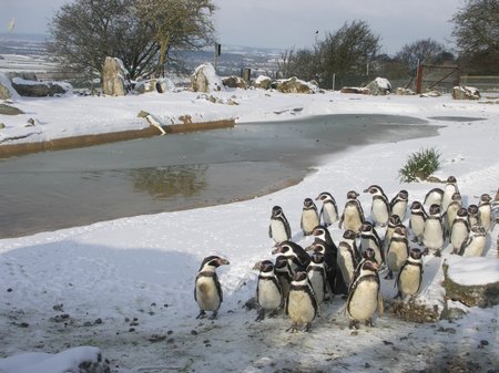 Penguins at Whipsnade