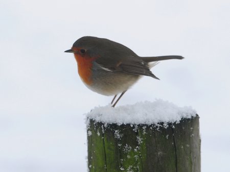 Snowy Snaps