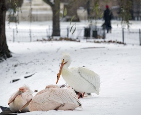 Snowy Snaps