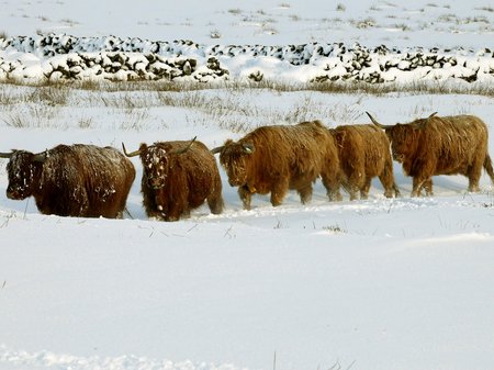 Snowy Snaps