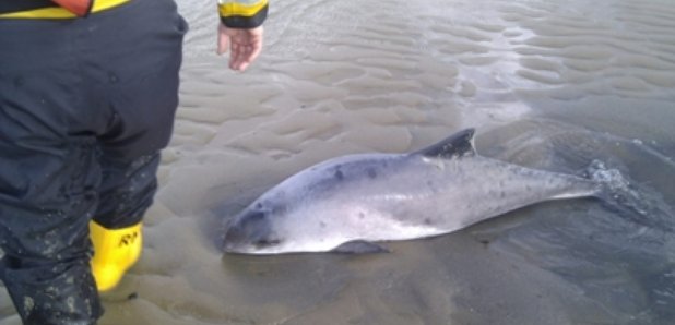 porpoise
