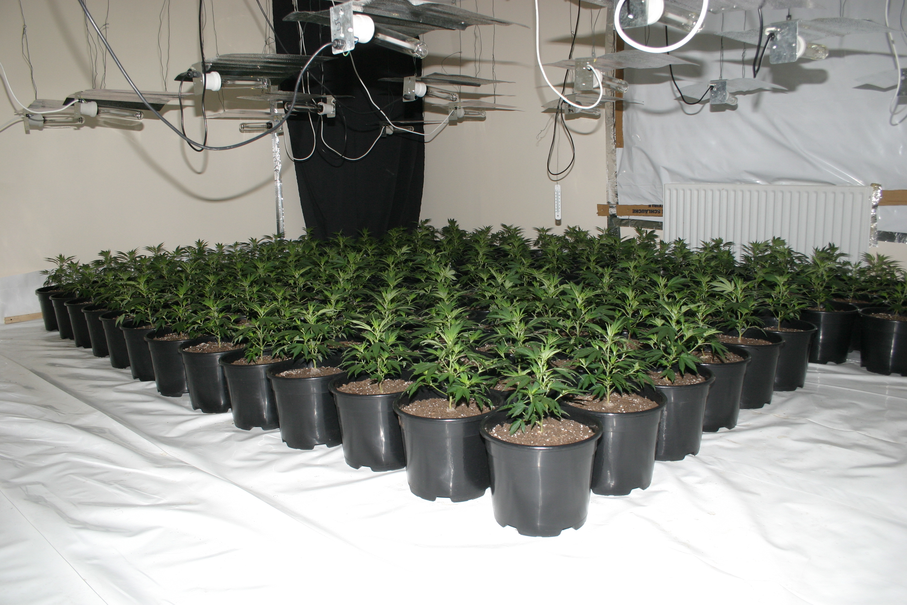 Cannabis Plants