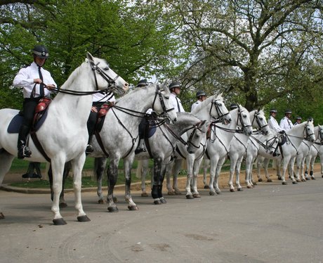 grey horses
