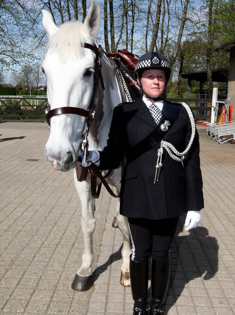 grey horses