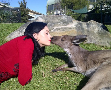 Katy Perry at the Zoo