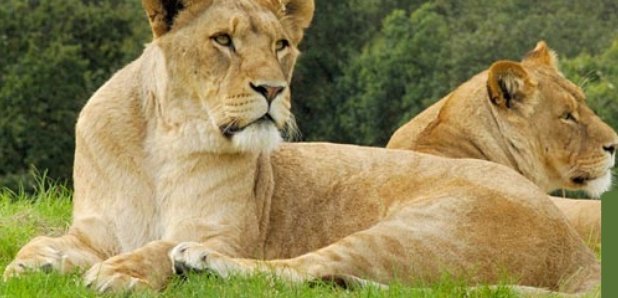 Lions Begin Journey To West Lothian Zoo - Capital Scotland
