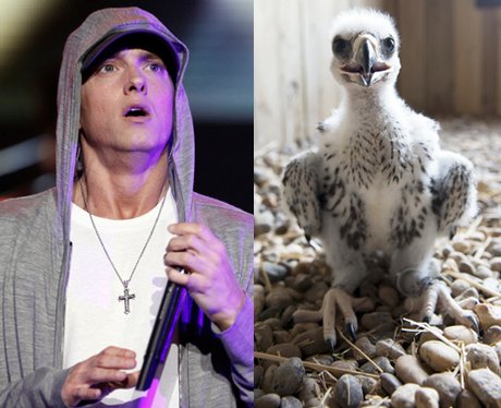 Animal Lookalikes