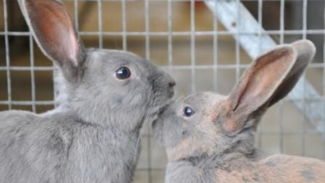 rescued rabbits