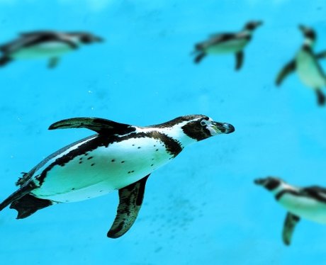 West Mids Safari Penguin