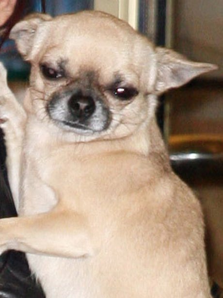 Cheryl Cole's dog
