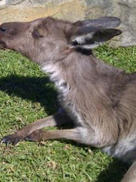 Katy Perry Kangaroo