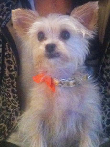 Rochelle Wiseman's Dog
