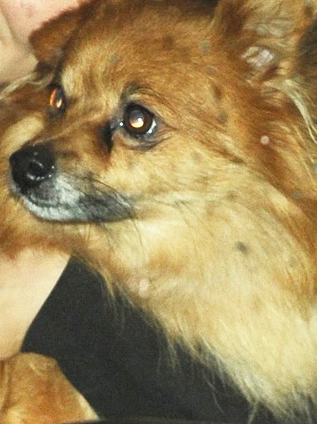 Tulisa's Dog