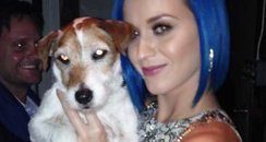 katy Perry with Uggie