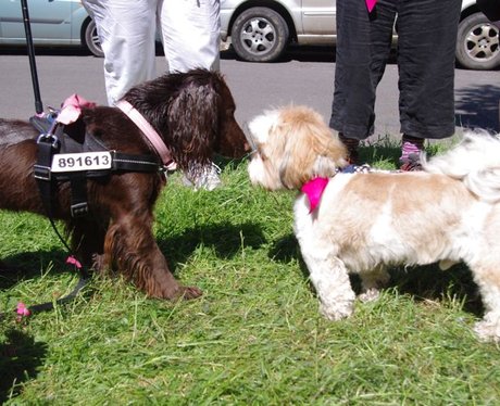 Petworth House Ribbon Walk