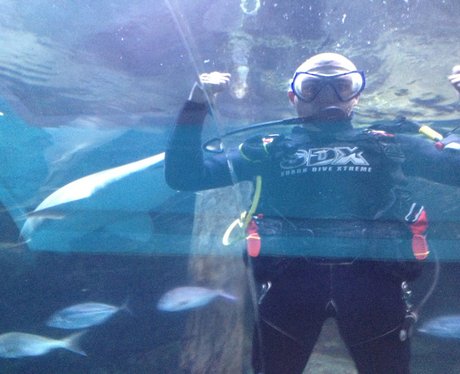 Max George swimming with sharks