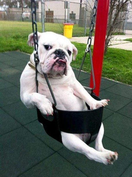 funny dog