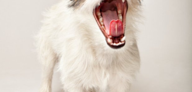 dog barking