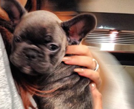 Cher Lloyd's Dog