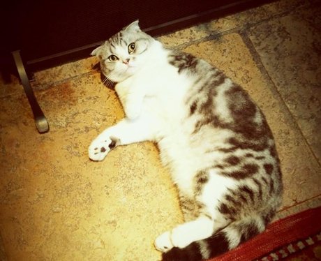 Taylor Swift tweets a picture of her cat