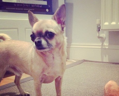 Cheryl Cole tweets a picture of her pet dog