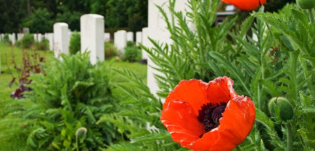 poppy remembrance sunday