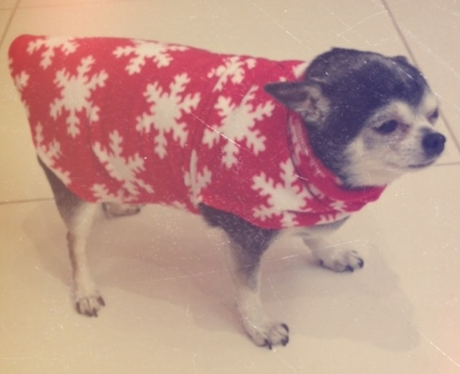 Cheryl Cole dresses her dog in a Christmas jumper