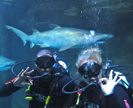 JB from JLS and girlfriend swimming with sharks