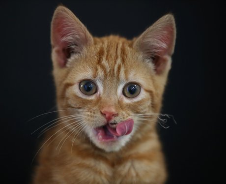 An cat