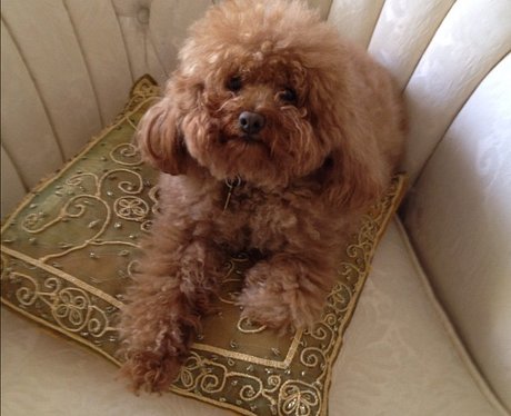 Rihanna shares a picture of her dog Oliver