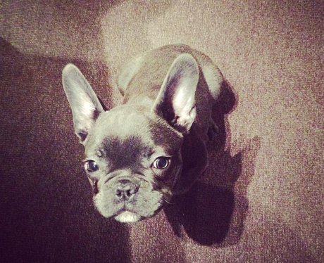 Jessie J's dog