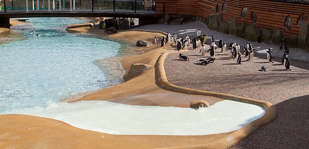 Edinburgh zoo penguins