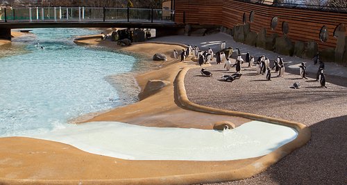 Edinburgh zoo penguins