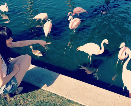 Carly Rae Jepsen meets some flamingos in Palm Springs