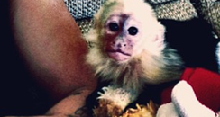 Justin Bieber with a monkey