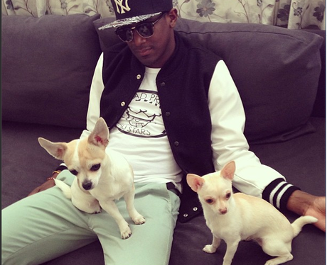 Labrinth with two dogs