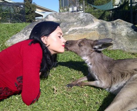 Katy Perry kissing a kangaroo