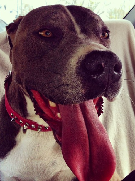 Joel Peat's pet dog