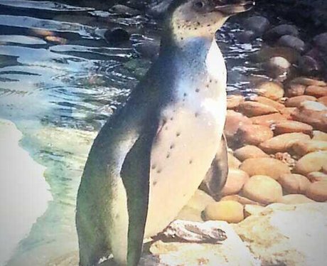 penguin at the zoo