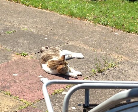 cat lying in the sun