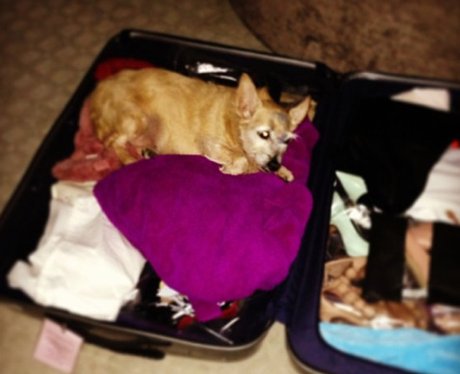 Cheryl Cole's dog