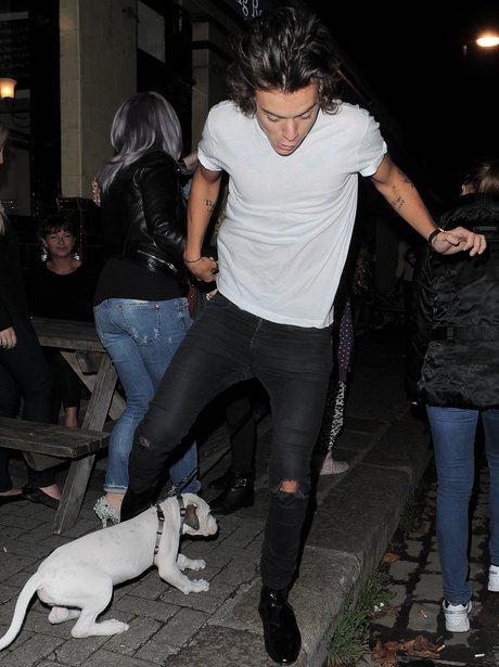 Harry Styles tripping over a dog