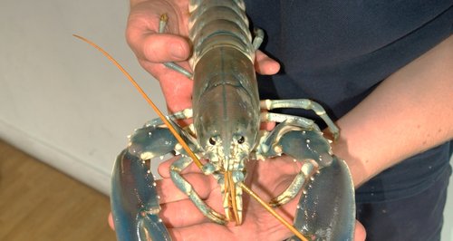 rare sky blue lobster portsmouth