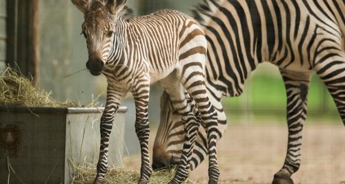 Marwell zebra Luna