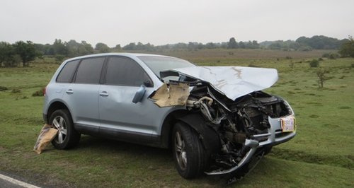 New Forest animal deaths cars