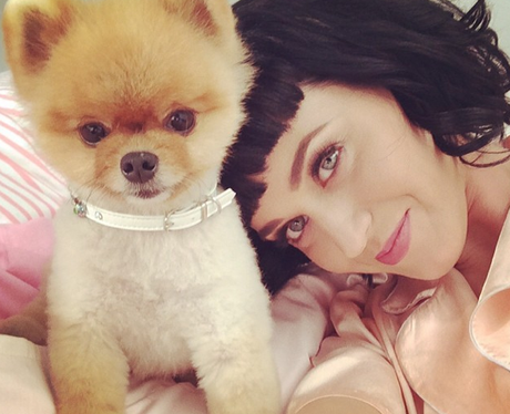Katy Perry and dog
