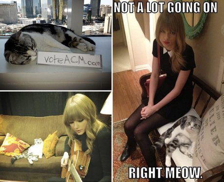 Taylor Swift wins Best Use Of An Animal On Twitter