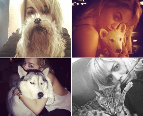 Twitter Awards 2014: Best Use Of An Animal