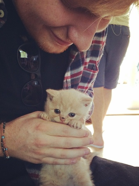 Ed Sheeran with a kitten
